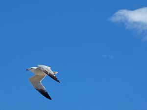 Sredozemni galeb s Lastova odletio 4 tisuće kilometara južnije od Hrvatske