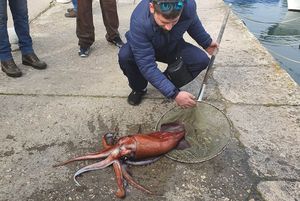 U Velu Luku “uplovio” lignjun od gotovo 6 kg!