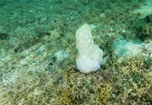 VIDEO: ŠALJIVA PRIRODA Morski organizam koji neodoljivo podsjeća na jedan dio tijela