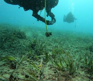Pilot projekt transplantacije posidonije u Jadranu dobro napreduje