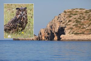 SOVA UŠARA Ptica godine 2022.