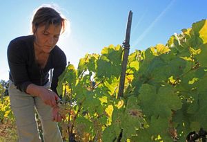 NP Mljet dijeli besplatne sadnice vinove loze, autohtone sorte mrkuša