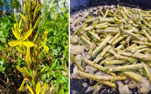 RECEPTI DUBROVAČKOG PRIMORJA Žuta zlatoglavica ili pečak – ljekovita i jestiva ukrasna biljka