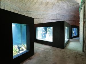 Ponovno se otvara preuređeni Akvarij u Dubrovniku