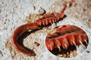 “Čudovište” kod šibenskog Zatona – I znanstvenici dvoje o kojoj vrsti se radi