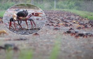 VIDEO Invazija rakova na Zaljev svinja