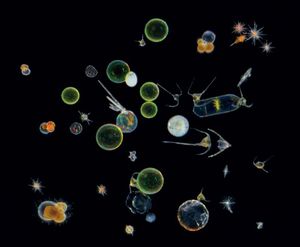 Ovaj mikroskopski oceanski grabežljivac zaslužan je za ravnotežu ugljičnog dioksida u atmosferi