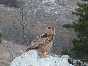Nakon oporavka na slobodu puštena crikvenička sova ušara
