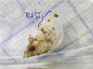 Periska „Morana“ pronađena tijekom zime kod Plavnika, dobro napreduje