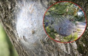 Dalmacija na udaru opasnih gusjenica, stručnjak upozorava: “Napravljen je veliki propust”