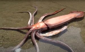 VIDEO Na plažu se nasukala golema lignja, duga 3,35 m i teška 79 kg!