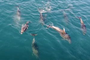 VIDEO Dupini u Rijeci dubrovačkoj