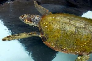 Dante Putnik nakon Dubrovnika i Splita nastavlja svoj put prema Puli