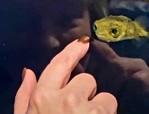 VIDEO Riba napuhača “istrenirala” vlasnika da je nahrani kada ona to želi