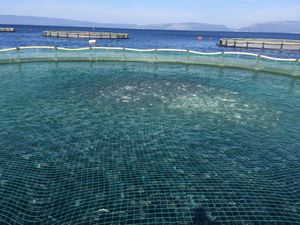 Budućnost opskrbe potrošača ribom stoji u njezinu održivom uzgoju