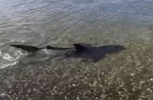 Ženka morskog psa s mladima u plićaku pored ACI marine Pomer