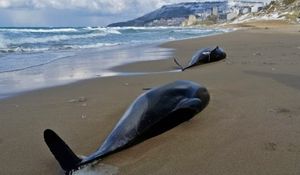 Rat u Ukrajini mogao bi uzrokovati porast smrtnosti dupina