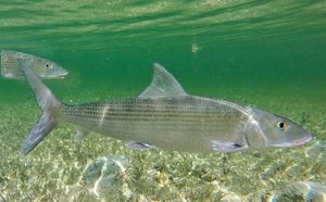 DROGIRANE RIBE Kokteli lijekova “kontaminiraju morski lanac prehrane”