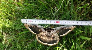 U Istri snimljen najveći europski leptir s rasponom krila od 15 centimetara