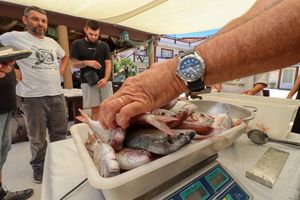 Na Viru održano 20. jubilarno izdanje ribolovnog natjecanja štapom i rukom iz usidrene brodice