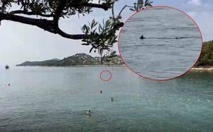 U Tribunju uočen iglun tek nekoliko metara od plivača, novinari krivo objavili da se radi o morskom psu