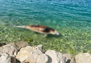 U moru kod Kožina pronađen uginuli dupin