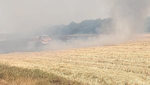 U jučerašnjem požaru u Puli, izgorjelo 20 hektara žita, niskog raslinja i stara kuća