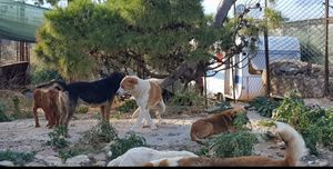 Veterinarska inspekcija traži hitno premještanje pasa iz azila sa Žarkovice