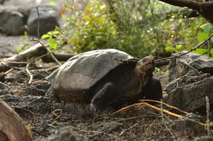 Galapagoška kornjača za koju se smatralo da je izumrla prije 100 godina, pronađena je živa