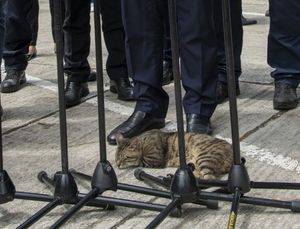 FOTO Plenković posjetio Divulje – Pažnju ukrala jedna mačka