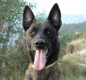 Dubrovački HGSS-ovci dirljivom porukom oprostili se od svog četveronožnog kolege