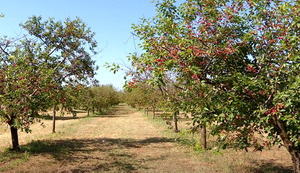 Uskoro kreće berba višnje maraške: Što će biti s otkupom i cijenama?