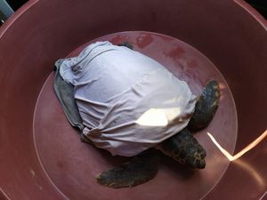 Na rehabilitaciju u NP Brijuni stigla glavata želva Dančea