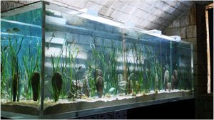 U pulskom Aquariumu izgrađeno “Plemenito utočište“ – Prostor za održavanje plemenitih periski s ciljem obnove populacije