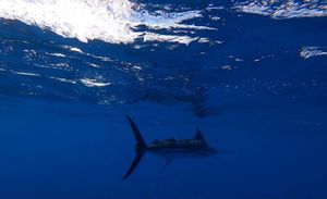 BIG GAME KOMIŽA 2022. Sve spremno za međunarodno kvalifikacijsko natjecanje