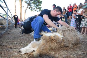 Održana 14. Izložba creske ovce