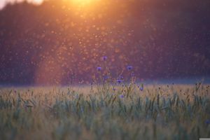 Da bi se spriječilo razmnožavanje, u prirodu pušteno 10.000 sterilnih tigrastih komaraca na području Premanture