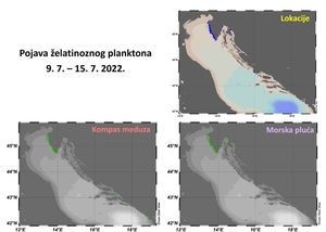 Raste broj opažanja meduza uz hrvatsku obalu