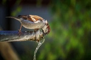 Pula uvodi mjere dodatne racionalizacije trošenja vode