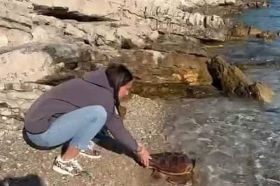 Na Mljetu spašena glavata želva Nika! Pogledajte video njezinog puštanja natrag u more