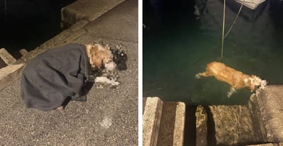 KORČULA Pas upao u more i nije se mogao izvući: "Uslijedila je munjevita akcija spašavanja"