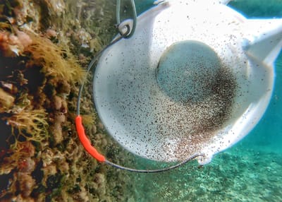 INSTITUT ZA OCEANOGRAFIJU I RIBARSTVO Puštanje paraličinki hobotnice u more: "Možemo li more obnoviti?"