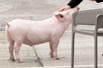 U marini kod Makarske nestao omiljeni neobični ljubimac: "Dva muškarca strpala su ga u plavi kombi"