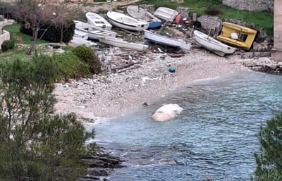 U viškoj uvali more nanijelo sisavca od 6 metara u raspadnutom stanju