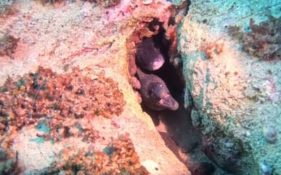 VIDEO Umjetne grebene u Jadranu, namijenjene hobotnicama, naselile dvije vrste koje hobotnice vide kao jelovnik!"