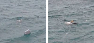 VIDEO Gnjurac u mjestu Drage zapeo u mreži!