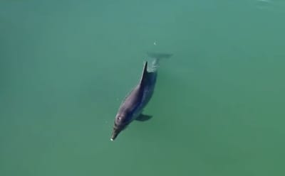 VIDEO U rijeku Jadro zalutao dobri dupin