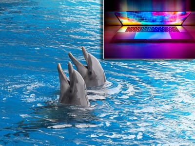 Kemikalije iz televizora i laptopa pronađene u mozgovima dupina i pliskavica