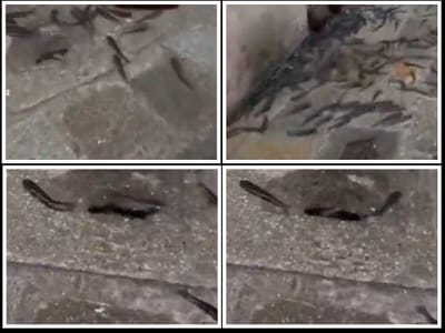 Ako mislite da je nama plima, pogledate video iz susjedstva: "Ribe plivaju ulicama"