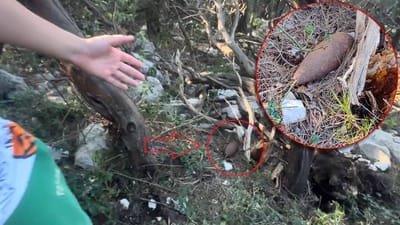 Planinar s djetetom u mljetskoj šumi pronašao neeksplodiranu granatu iz Drugog svjetskog rata!